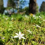 Priscilla Bed & Breakfast