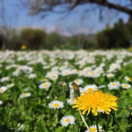 Bed & Breakfast Priscilla