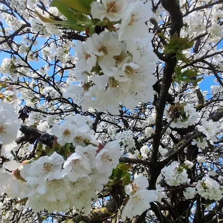 Priscilla Bed & Breakfast 3*