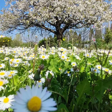 Bed & Breakfast Priscilla