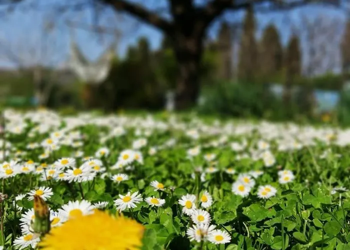 Priscilla Couette-café