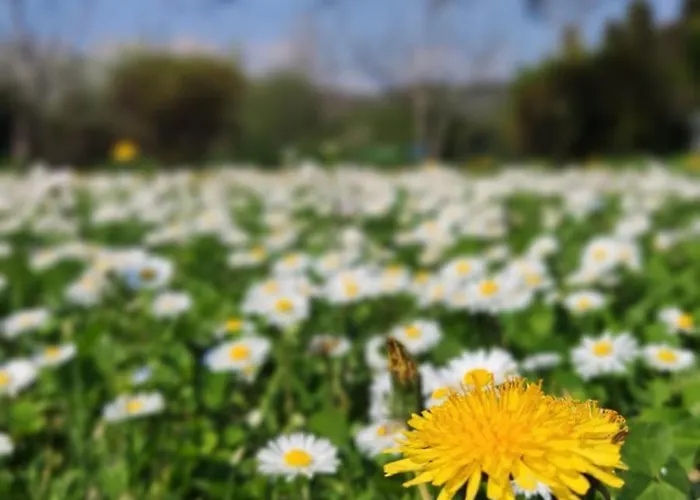 Bed and Breakfast Priscilla