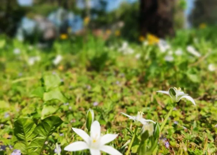 Priscilla Couette-café