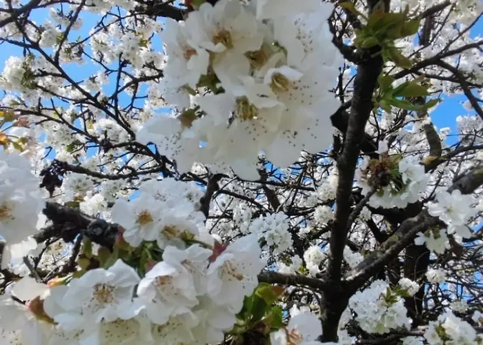 Priscilla Bed and Breakfast 3*