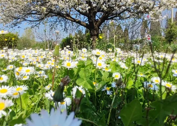 Bed and Breakfast Priscilla