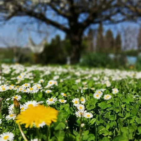 Priscilla Oda ve Kahvaltı