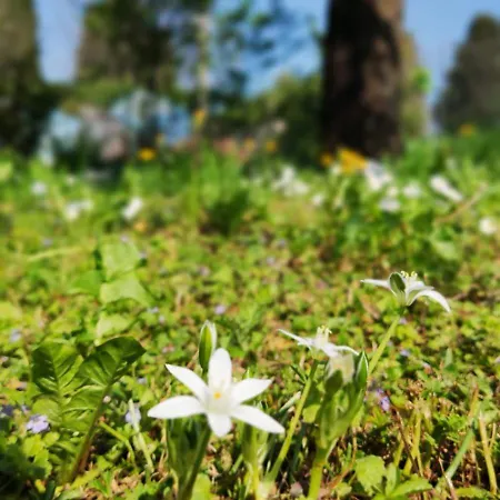 Priscilla Oda ve Kahvaltı